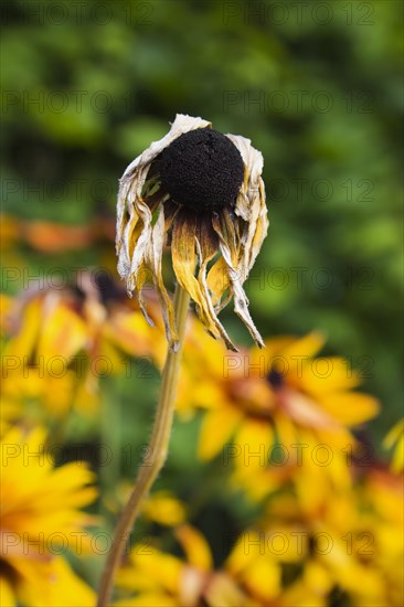 Close-up of dry and wilted yellow Rudbeckia hirta, Black Eyed Susan coneflower affected by drought in summer, Quebec, Canada, North America