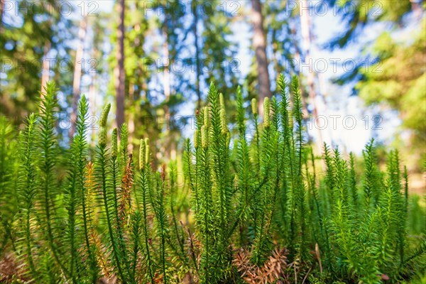 Interrupted club-moss (Spinulum annotinum) on the forest floor in a pine woodland at summer