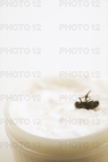 Close-up of dead Musca domestica, Common House Fly in plastic container of white ointment, Studio Composition, Quebec, Canada, North America