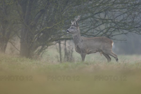 European roe deer (Capreolus capreolus), roebuck with horns in velvet and winter coat looking attentively, wildlife, Thuringia, Germany, Europe