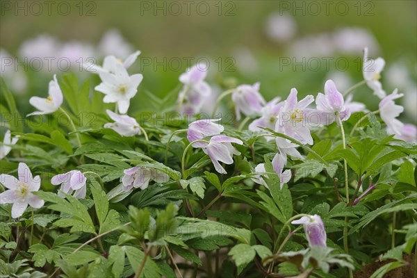 Enchanting wood anemones, spring, Germany, Europe