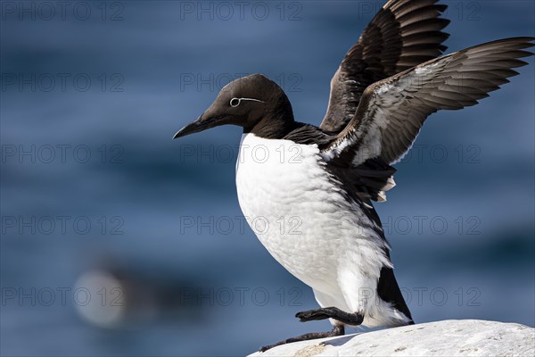 Common guillemot (Uria aalge) flapping its wings, Hornoya Island, Vardo, Varanger, Finnmark, Norway, Europe