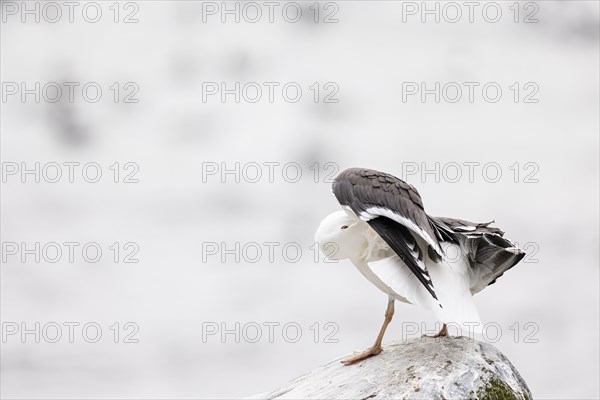 Great black-backed gull (Larus marinus) during plumage care, Hornoya Island, Vardo, Varanger, Finnmark, Norway, Europe