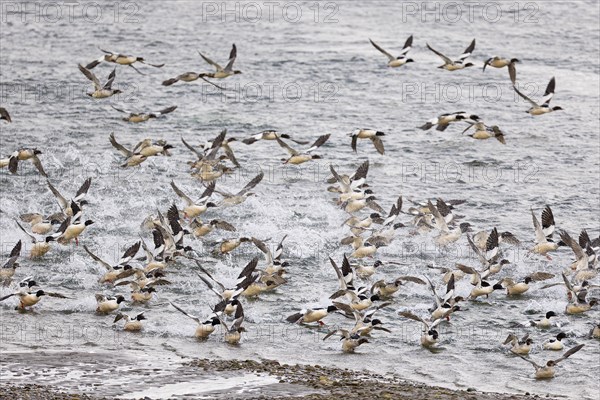 Common merganser (Mergus merganser), large flock starting from the water surface, Varanger, Finnmark, Norway, Europe