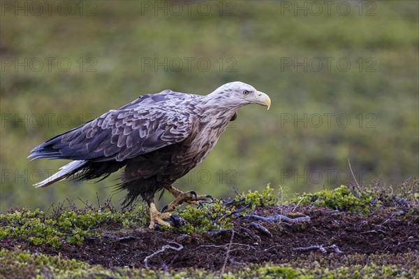 White-tailed eagle (Haliaeetus albicilla), adult bird with a preyed fish in its talons, Varanger, Finnmark, Norway, Europe