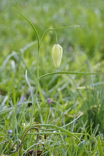 Charming chequerboard flower, spring, Germany, Europe