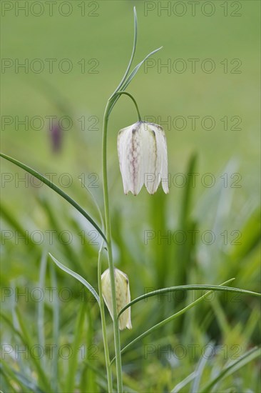 Charming chequerboard flower, spring, Germany, Europe