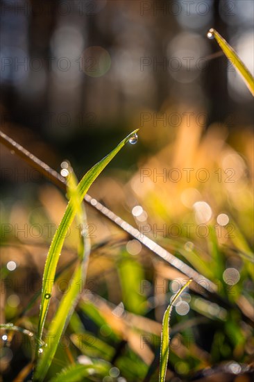A blade of grass with glittering dewdrops in focus against a blurred, luminous background, Gechingen, Black Forest, Germany, Europe