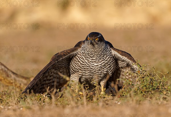 Male Northern Goshawk (Accipiter gentilis), Manteln, Agramunt, Catalonia, Spain, Europe