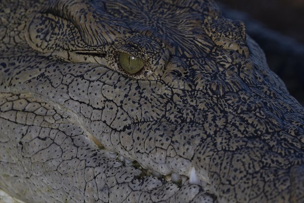 Nile crocodile (Crocodylus niloticus) Mziki Private Game Reserve, North West Province, South Africa, Africa