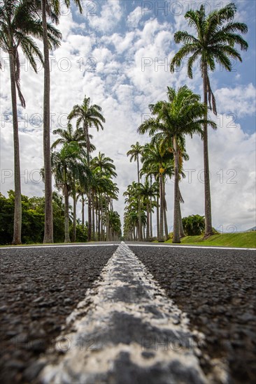 The famous palm avenue l'Allee Dumanoir. Landscape shot from the centre of the street into the avenue. Taken on a changeable day on Grand Terre, Guadeloupe, Caribbean, North America