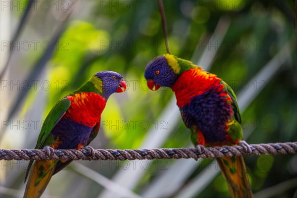 Portrait of a loris, parrot. Beautiful shot of the animals in the forest on Guadeloupe, Caribbean, French Antilles