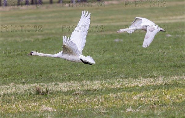 Mute swan (Cygnus olor) in flight