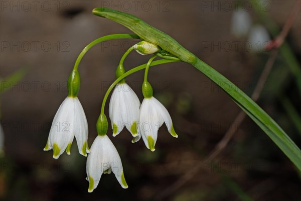 Summer knot flower green panicle with four open white flowers