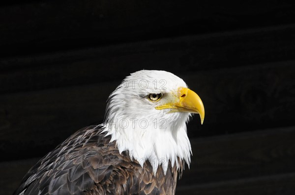 Bald eagle, Haliaeetus leucocephalus, Portrait of a bald eagle on a black background with a sharp gaze, Captive, Fuerstenfeld Monastery, Fuerstenfeldbruck, Bavaria, Germany, Europe