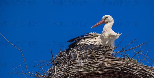 Stork (ciconia) in the nest on the roof of the town hall, Tangermuende, Saxony-Anhalt, Germany, Europe