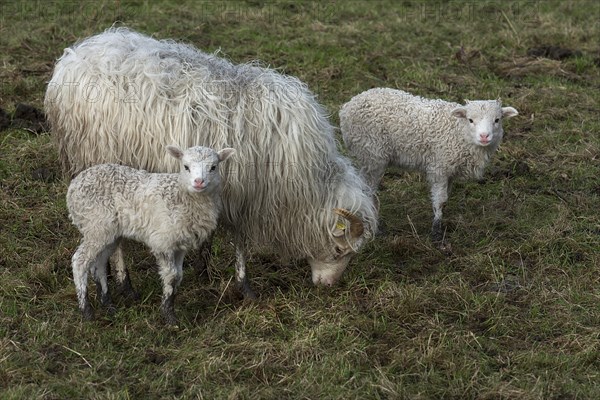 Horned moorland sheep (Ovis aries) with their lambs on the pasture, Mecklenburg-Western Pomerania, Germany, Europe