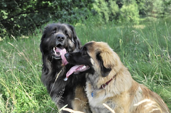 Leonberger dogs, Two dogs looking at each other and sitting in the grass, Leonberger dog, Schwaebisch Gmuend, Baden-Wuerttemberg, Germany, Europe