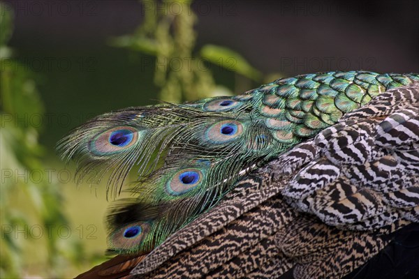 Indian peafowl (Pavo cristatus), feathers