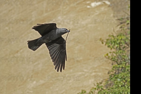 Western jackdaw (Corvus monedula), flying