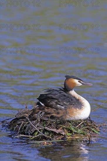 Great crested grebe (Podiceps cristatus), juvenile in plumage