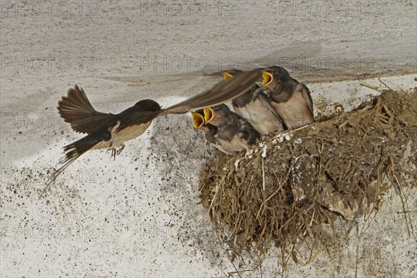 Barn Swallow (Hirundo rustica), young, nest