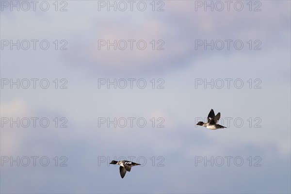 Common goldeneye (Bucephala clangula), two adult females in flight, Laanemaa, Estonia, Europe