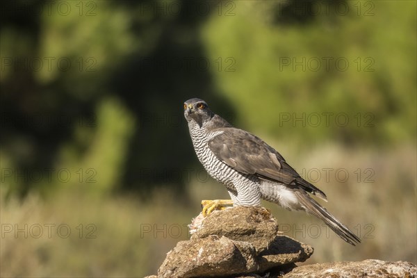 Northern goshawk (Accipiter gentilis), Extremadura, Castilla La Mancha, Spain, Europe