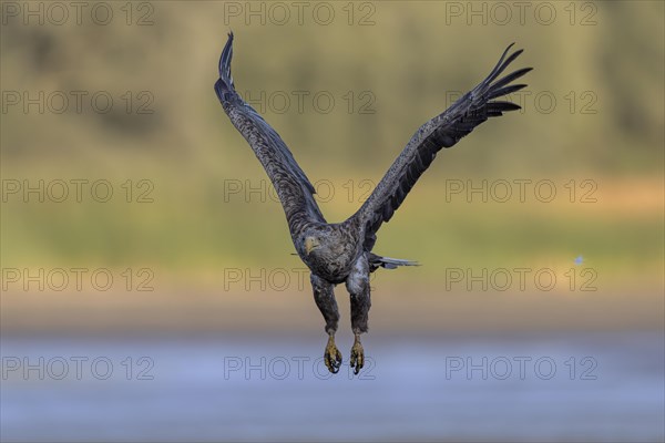 White-tailed eagle (Haliaeetus albicilla) taking off from the bottom of a drained fish pond, Lusatia, Saxony, Germany, Europe