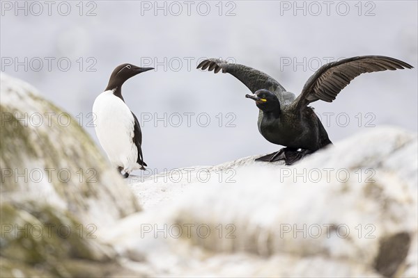 Common guillemot (Uria aalge) and common shag (Phalacrocorax aristotelis), Hornoya Island, Vardo, Varanger, Finnmark, Norway, Europe