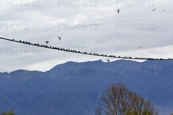Swallows gathering on power line, flock of birds, migratory birds, Lake Kerkini, Lake Kerkini, Central Macedonia, Greece, Europe