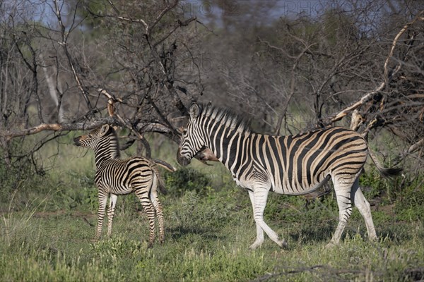 Plains zebra (Equus quagga) mare with foal, Mziki Private Game Reserve, North West Province, South Africa, Africa