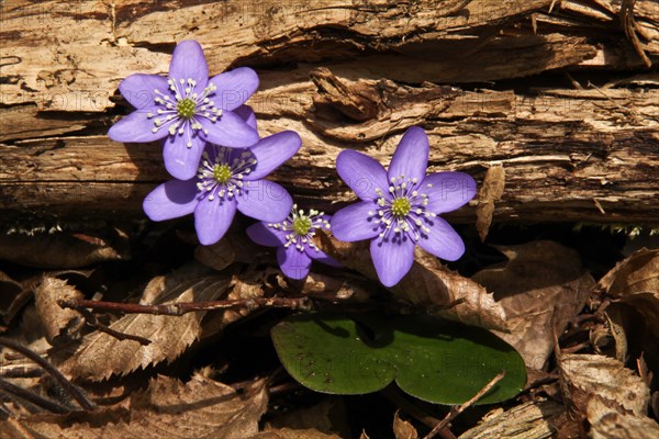 Liverwort, Hepatica nobilis, Hintelestal, Upper Danube nature park Park, Tuttlingen district, Baden-Wuerttemberg, Germany, Europe