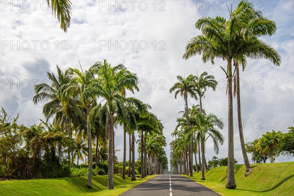 The famous palm avenue l'Allee Dumanoir. Landscape shot from the centre of the street into the avenue. Taken on a changeable day on Grand Terre, Guadeloupe, Caribbean, North America