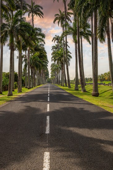 The famous palm avenue l'Allee Dumanoir. Landscape shot from the centre of the street into the avenue. Taken during a fantastic sunset. Grand Terre, Guadeloupe, Caribbean, North America