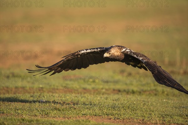 Iberian Eagle, Spanish Imperial Eagle (Aquila adalberti), Extremadura, Castilla La Mancha, Spain, Europe