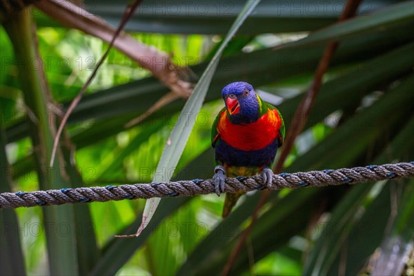 Portrait of a loris, parrot. Beautiful shot of the animals in the forest on Guadeloupe, Caribbean, French Antilles