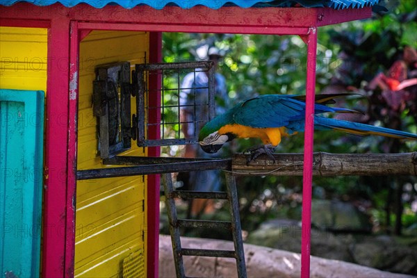 Portrait of a parrot. Beautiful shot of the animals in the forest on Guadeloupe, Caribbean, French Antilles