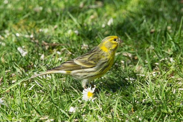 European Serin standing in green grass looking right