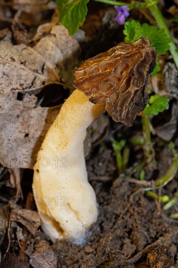 Cap morel Fruit bodies with light brown weblike caps and whitish stalk in soil in front of brown leaves