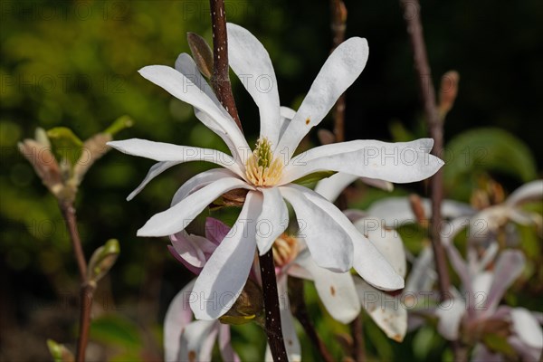 Tulip magnolia branch with open pink flower