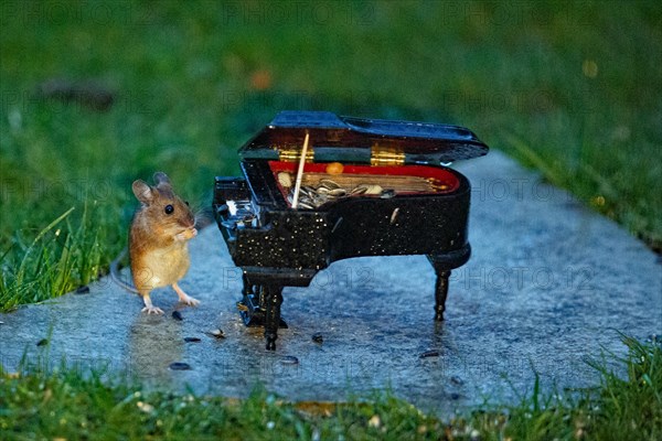 Wood mouse holding food in hands next to piano standing on stone slab in green grass looking from front right