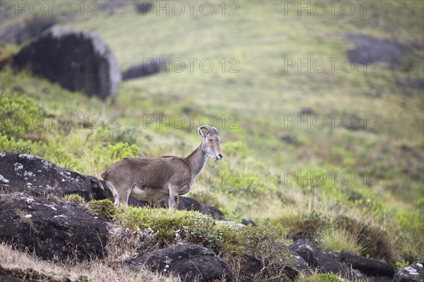 Nilgiri tahr (Nilgiritragus hylocrius, until 2005 Hemitragus hylocrius) or endemic goat species in Eravikulam National Park, Kannan Devan Hills, Munnar, Kerala, India, Asia