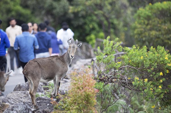 Nilgiri tahr (Nilgiritragus hylocrius, until 2005 Hemitragus hylocrius) or endemic goat species in Eravikulam National Park, behind the park visitors, Kannan Devan Hills, Munnar, Kerala, India, Asia