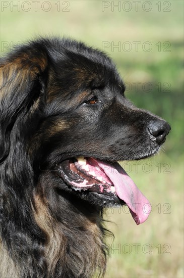 Leonberger dog, profile of an attentive black dog with tongue sticking out, Leonberger dog, Schwaebisch Gmuend, Baden-Wuerttemberg, Germany, Europe