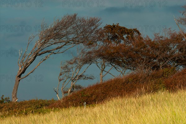 Wind escapees on the western beach, Darss, Mecklenburg-Western Pomerania