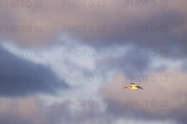 Red-breasted Merganser (Mergus serrator) in flight in front of clouds at sunset, Laanemaa, Estonia, Europe