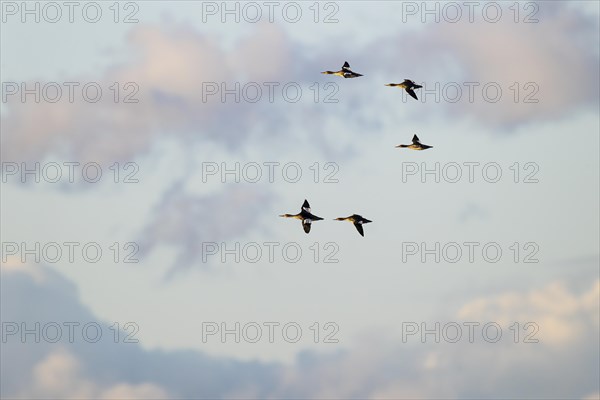 Red-breasted Merganser (Mergus serrator), small flock in flight, Laanemaa, Estonia, Europe