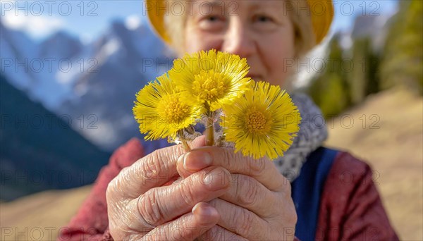 A smiling elderly woman holds several coltsfoot flowers in front of a mountain backdrop, medicinal plant coltsfoot, Tussilago farfara, KI generated, AI generated