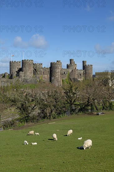 Sheep, lambs, castle, Conwy, Wales, Great Britain